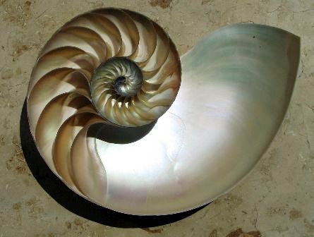 Cross section of a chambered nautilus shell
